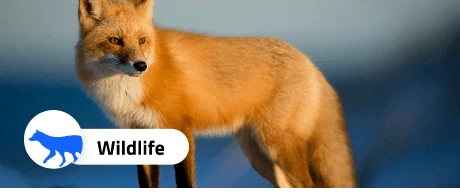 野生動物
